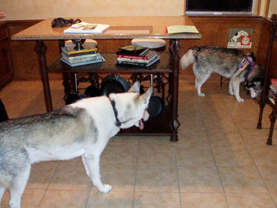 Maverick and Kema at Home 01.JPG